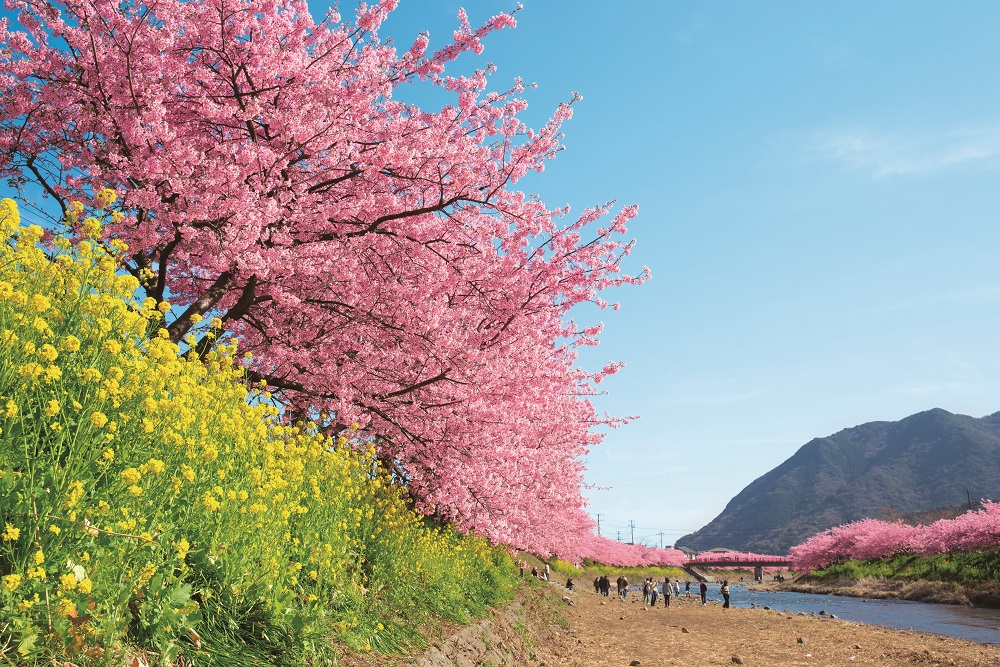 Day Trip from Tokyo to Kawazu during Kawazu Sakura Season (10Feb – 10Mar)