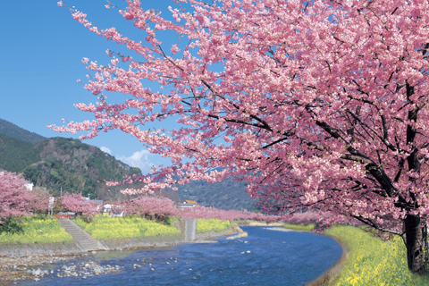 3D2N Kawazu Sakura and Get-to-know Mt Fuji – model course